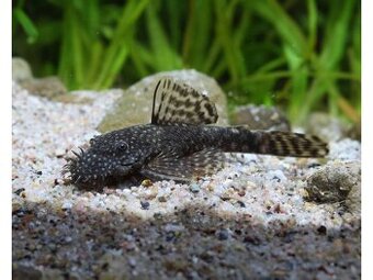 Anciteus (prisavnik)