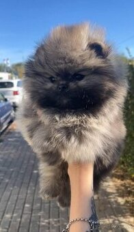 Pomeranian gray