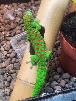 predám felzuma grandis HR