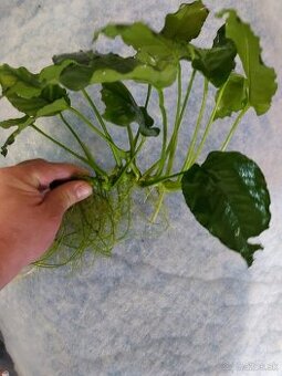 Mecun cierny,rastliny - 1