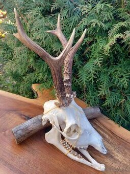 Parožie ' Trofej ' Zhody ' Parohy ' Srnec