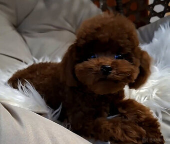 pudel teacup girl 6mes. 1.3kg