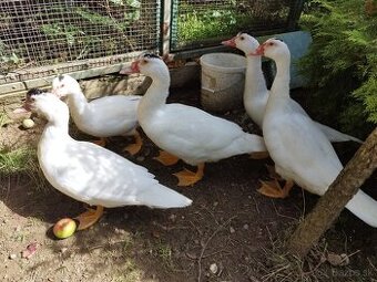 Predám kačica pižmová