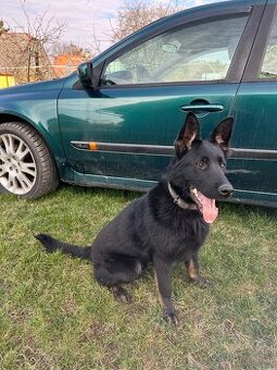 Koupím fenu německého ovčáka