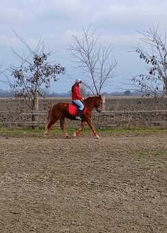 Welsh cob