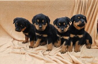 Rotvajler,rotveiler,rotvailer,rotwailer,rotweiler na predaj.