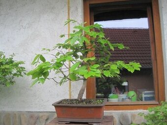 bonsai,bonsaj-buk