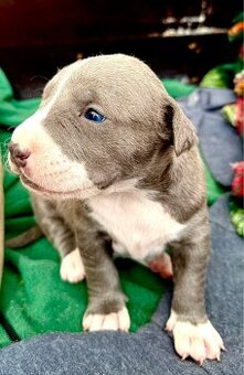 Americký stafordšírský Teriér, Staford, Amstaff, AST