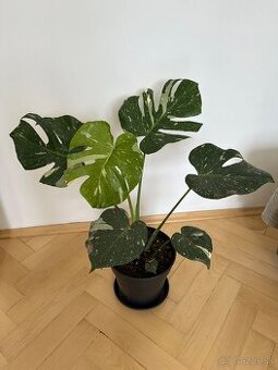 Monstera thai constalation