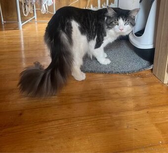 Maine coon x Nórska lesná mačka