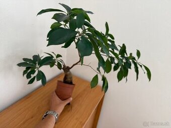 Bonsaj - Ficus Ginseng