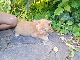 Maciatka