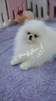 Chovateľská stanica Pearly Flower FCI vás srdečne pozýva na
