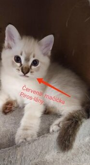 Ragdoll mačičky bez PP