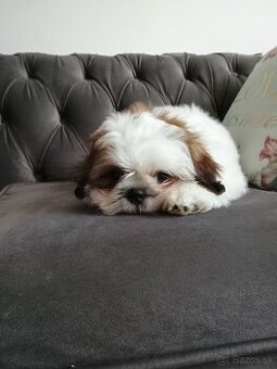 Shih tzu