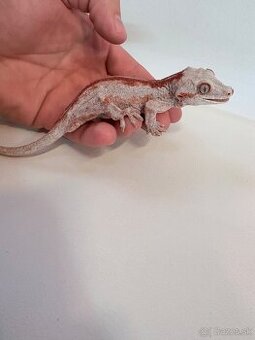 Pagekón hrbolkohlavý - Rhacodactylus auriculatus