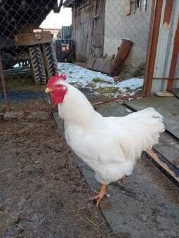 Plymutka biela