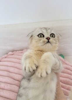 Škótske mačiatka s PP/F.TICA 27