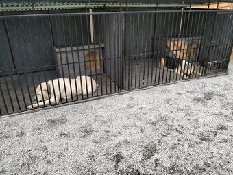 Stredoázijský ovciak