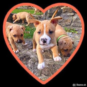 Americký stafordširský teriér