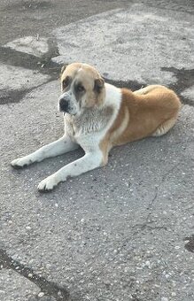 Stredoazijsky ovčiak/SAO