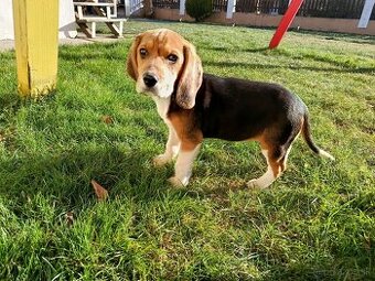 bígl, bígel, beagle