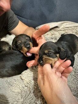 Jazvečík hrubosrstý trpasličí/králičí