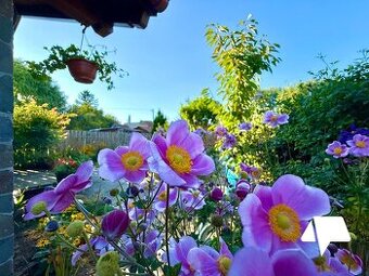 NOVÁ CENA Predaj, 3-izbový drevodom s 3 terasami a záhradou