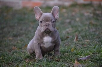 Francúzsky buldoček