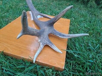 Predám raritný zhod z jeleňa 18toraka. Váha 2,32kg. Dĺžka cc