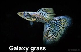 Gupky- Galaxy grass