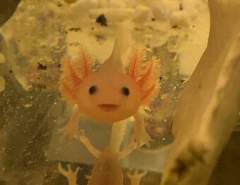 Predám axolotlov