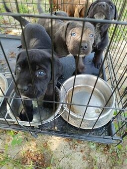 Cane Corso