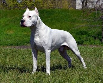 Argentinska doga (dogo argentino)