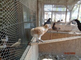 Sliepky plemena Araucana