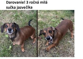 darujeme 3 ročnú sučku jezvečíka