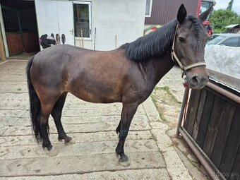 Sportovní pony