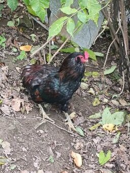 Araucana