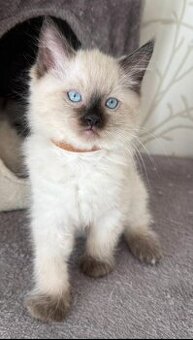Ragdoll kocúrikovia
