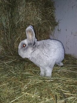 Veľký svetlý strieborný