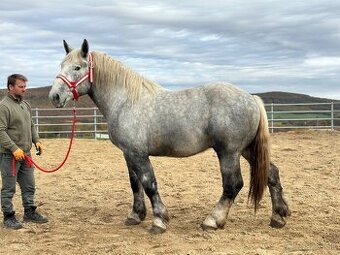 Predám Percherona - ťažný kôň na predaj