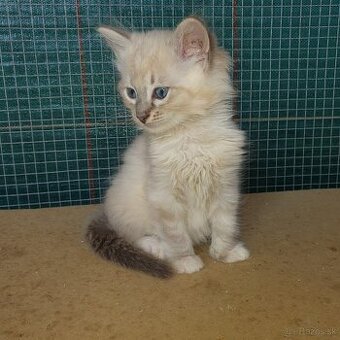 Ponukam maciatko ragdoll