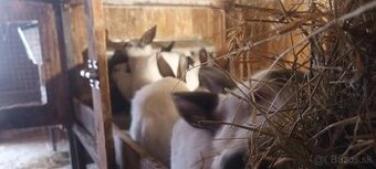 Predám kalif. králiky