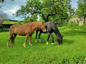 Láskavý domov pre dva užásné kone