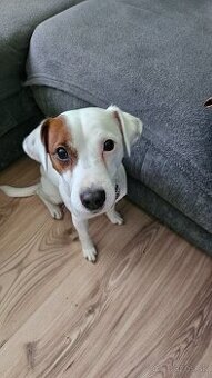 Jack Russel