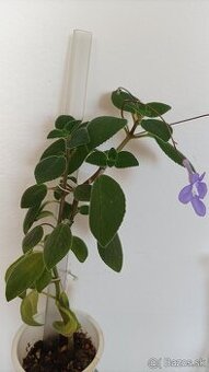 Streptocarpella Saxorum (Konžská fialka) Eucodonia