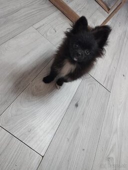 Pomerian
