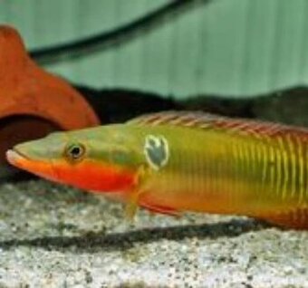 Crenicichla zebrina+mix