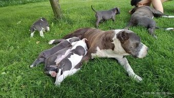 Americký stafordsirsky terier, american bully XL