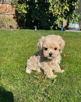 Maltipoo štěňátka